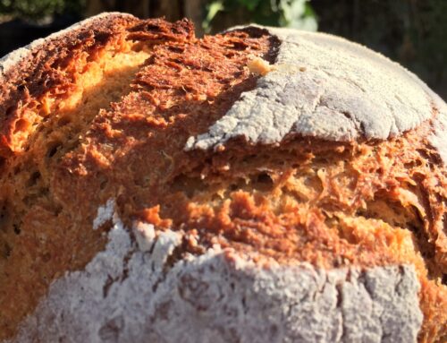 Recette Pain au levain naturel – Farine semi complète de Khorasan Bio