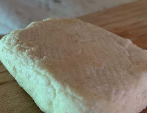 Fromage au levain biologique : Faire son fromage bio DIY au levain et sans présure