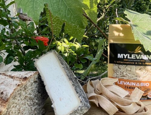 Levain & lymphocytes T : Une Immunité renforcée pour combattre l’Inflammation et réduire les risques de Cancer