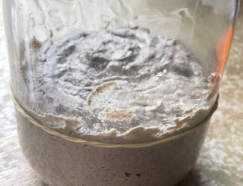 Créer un Levain de Sarrasin à partir de MyLevain : Une Solution Sans Gluten pour un Pain Sain et Digeste